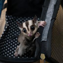 Portátil pequeno animal de estimação parrot transportadora pássaro viagem gaiola porquinho da índia saco hamster rato esquilo açúcar planador coelho para animais de pouco peso - Image 4