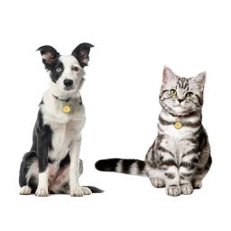 Etiqueta de identificação personalizada para animais de estimação, nome personalizado, anti-perdido, registro gravado, endereço, pingente, medalha, acessório coleira, gato, cachorro - Image 4