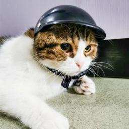 Capacete para animais estimação, capacete motocicleta para capacetes gato para bicicleta, cachorro, mini boné ótimo - Image 5