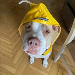Golden Fur Raincoat para cães, adequado para vento e chuva, suprimentos ao ar livre, Teddy, cão pequeno, médio e grande, S-6XL - Image 5