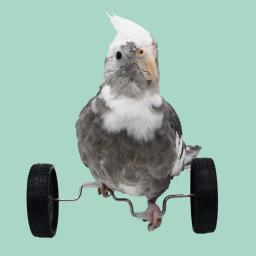 Papagaio equilíbrio carro Deboring brinquedos, pequeno e médio porte pássaro suprimentos, Roller skate, adereços de treinamento de habilidade, Phoenix - Image 5