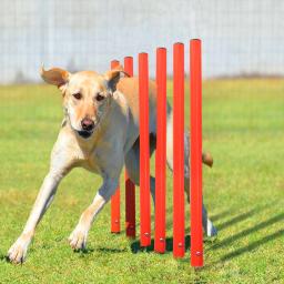 Outdoor Dog Set Obstáculo Formação, equipamento de agilidade, Jumping Set, Formação Acessórios, Curso de Obstáculo, Pet Supplies - Image 6