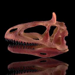 Resina cabeça de dinossauro crânio esqueleto escultura artesanato animal estátuas fósseis presente do dia das bruxas prop zoo espécime exibição para decoração casa - Image 5