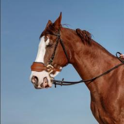 Ajustável hackamore cavalo bit couro marrom inglês ocidental brida acolchoada nariz curb corrente equestre equitação equipamentos esportivos - Image 6
