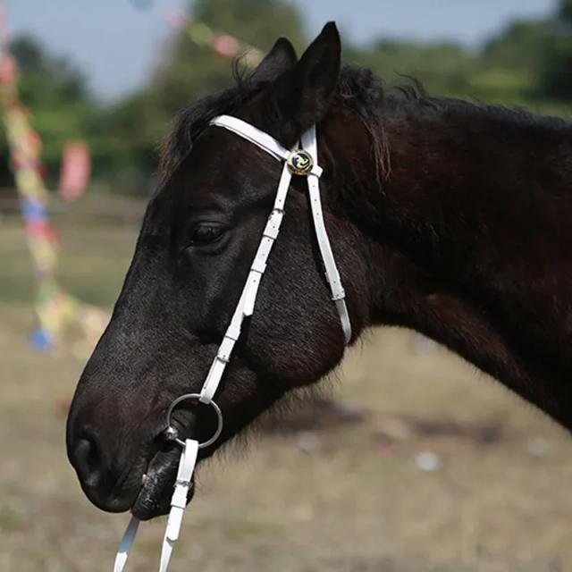 Equestre Western Headstall Halter Couro Durável Impermeável Azul PC Plástico Corrida