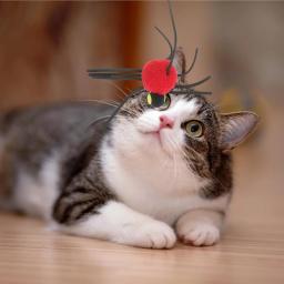 Porta suspensa interativa para gato, brinquedo de cordão elástico, gatinho saltando, brinquedo aranha de pelúcia, pet pet pet pet de brinquedo vermelho - Image 4