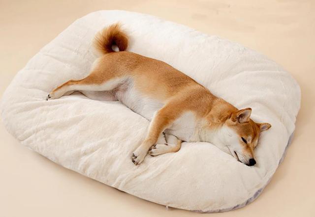 Almofada Oval Confortável para Cães Grandes - Cama Lavável para Caixas com Frete Grátis