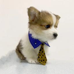 Anime Bow Tie Suprimentos para Pet, gatinho gravata, fantasia Cosplay, tirar foto adereços, Jujutsu Kaisen, Nanami Kento Tema, Acessórios Pet - Image 4