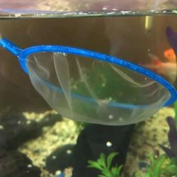 2 pçs malha fina acessórios do aquário aço inoxidável lidar com aquário tanque de peixes pesca rede de pouso para peixes acessórios - Image 6