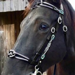 Couro do plutônio Halter e chumbo cordas, ergonômico e confortável, cabeçadas irrestritas com fivela do metal - Image 3