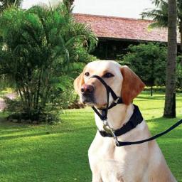 Nylon Dog Focinho Ajustável Anti-latido Anti-mordida Harness Head Collar Focinho Dog Halter Training Leash Leader Colar Clássico - Image 2