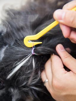 Bandas De Borracha Coloridas Pet, cão pequeno Suprimentos, produtos De Cabelo Elástico, Grooming Acessórios - Image 2