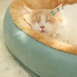 Canil lavável quadrado de pelúcia para animais de estimação, sofá-cama, almofada, removível, espessado, impermeável, grande, médio, pequeno, gato, cachorro - Image 4