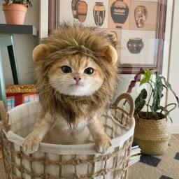 Cute Lion Mane Wig para Animais de Estimação, Cão Pequeno, Gatos, Traje, Boné, Chapéu, Fantasia, Cosplay, Brinquedo, Pet Acessório - Image 5