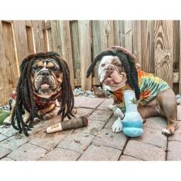 Plush Squeaky Toys for Dog, Cute Stuffed Birthday Gifts, Small and Large, Medium - Image 5
