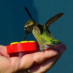 Alimentadores de anel de beija-flor de flores, alimentadores de pássaros ao ar livre, jardim, quintal, alimentadores de pássaros para animais de estimação, suprimentos para beber água - Image 4