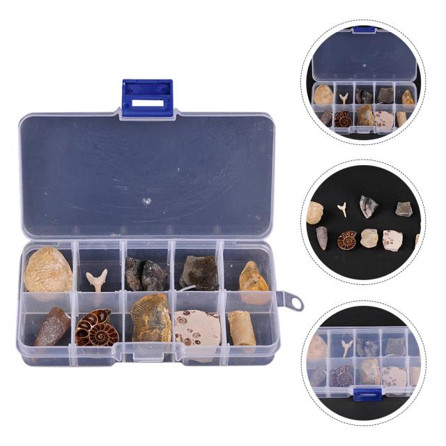 Coleção de Fósseis: Kit Educativo de Orthoceras e Trilobites para Aprendizado em Paleontologia