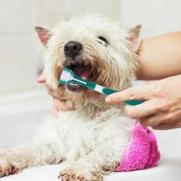 Escova de plástico 3 lados para cão e gato, limpeza dos dentes, mau hálito, tártaro, cuidados dentários, limpeza da boca - Image 6