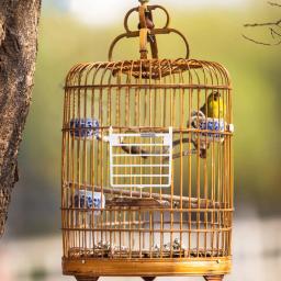 Plastic Bird Cages Acessórios, Gaiolas Acessórios Substituição, Acessório da porta com fios de mola, Alimentador de suprimentos de plástico - Image 6