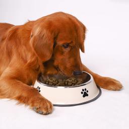 1pc de aço inoxidável tigela para animais de estimação tigela de comida para cães multi-especificação anti-queda tigela de comida tigela de alimentação para animais de estimação suprimentos - Image 6
