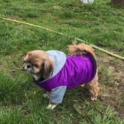 Jaqueta para cachorro com capuz, casacos para cães de estimação, de lã quente, à prova d'água, roupas para chihuahua, buldogue francês e pug, outono e inverno - Image 5