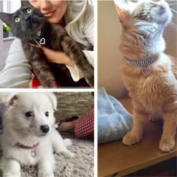Coleiras elásticas strass, colar de três fileiras, ornamento para cachorros e gatinhos, decoração de amor, gatos e cães, novo - Image 4