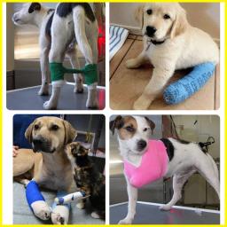 10 rolos profissional cão de estimação gato auto adesivo elástico ferida curativo 4.5m comprimento gaze não tecido casa clínica suprimentos - Image 4