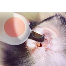 Profissional máquina de cortar unhas do cão led luz pet corte tesoura para animal de estimação gato do cão aparador de unhas tesoura pet grooming ferramentas - Image 5