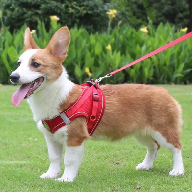 Conjunto de Coleira e Peitoral Refletivo para Cães e Gatos, Sem Puxar, em Malha Respirável