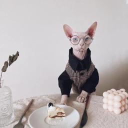 Roupa estilo britânico para casais, roupa de gato sem pêlos, camisa para gatos, Devon Rex, maré, nova, outono e inverno - Image 5