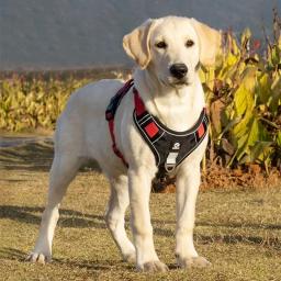 Arnês de Segurança Reflexivo Ajustável para Cães, Treinamento Caminhada Colete Peito, Leva Coleira para Buldogue Francês, Acessórios para Animais - Image 4