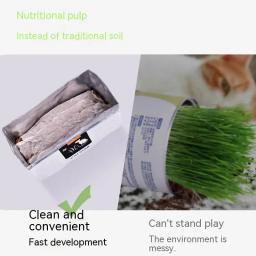 Conjunto de Plantas Hidropônicas para Pet, Grama De Gato, Lanche Para Bola De Cabelo, Limpeza De Grama De Estômago, Suprimentos sem Sementes De Plantas - Image 3