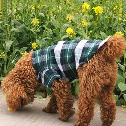 Camisa xadrez para cães pequenos, roupa de pet, colete para cachorrinhos e gatos, camiseta para gatos, casaco fofo para primavera e verão - Image 3