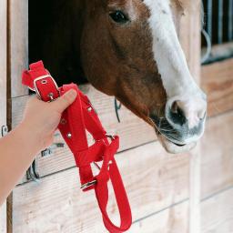 Crianças treinamento equestre ajustável engrossado cavalo halter equipamento macio webbing durável náilon versátil - Image 2