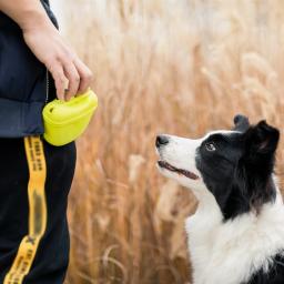 Portátil Pet Dog Training cintura Bag, Treat Snack Bait, obediência, agilidade, ao ar livre Feed Storage Pouch, Food Reward Bags - Image 5