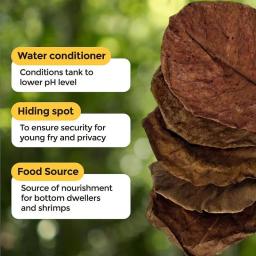 Catappa Amêndoa Folhas para Aquário, Frutas Secas, Cria Seguro, Condicionador De Água, 20Pcs - Image 2