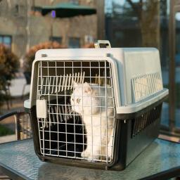 Caixa de ar exterior portátil do transporte do animal de estimação, gaiola grande do cão do carro, gato, gaiola pequena e média do gato - Image 1