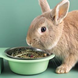 Alimentadores automáticos para animais estimação, dispensador água 18 onças, tigela comida, fontes água por para - Image 5