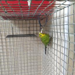 Bird Cage Plataforma De Parede, Parrot Playground, Bird Perch Shelf, Fornecimento de Acessórios, Descansando Stand, Metal Acessório, 2 Pcs - Image 5