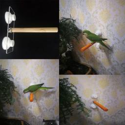 Parrot de madeira suporte vara cremalheira para aves animais de estimação papagaio brinquedo gaiola pássaro acessórios parrot banho chuveiro pé rack comprimento 10cm - Image 4