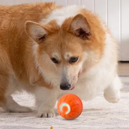 Bola de brinquedo automática do cão em movimento, USB inteligente, Saltar, Rotação, Interativo, Mastigar brinquedo para cachorro - Image 6