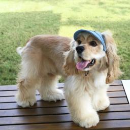 Chapéu de basebol ajustável com orelhas para animais, proteção solar para cães, verão - Image 2