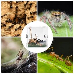 Caixa de alimentação transparente para répteis, terrário para lagarto, recipiente reprodutores para sapo-aranha e escorpião, terrário vivo, 1pc - Image 5