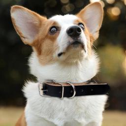 Cão rolado colar de couro ajustável metal fivela coleiras para cães suprimentos para animais de estimação coleiras para cães médio e grande presente para cão - Image 3