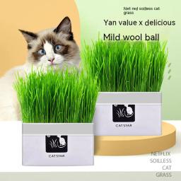 Conjunto de Plantas Hidropônicas para Pet, Grama De Gato, Lanche Para Bola De Cabelo, Limpeza De Grama De Estômago, Suprimentos sem Sementes De Plantas - Image 2