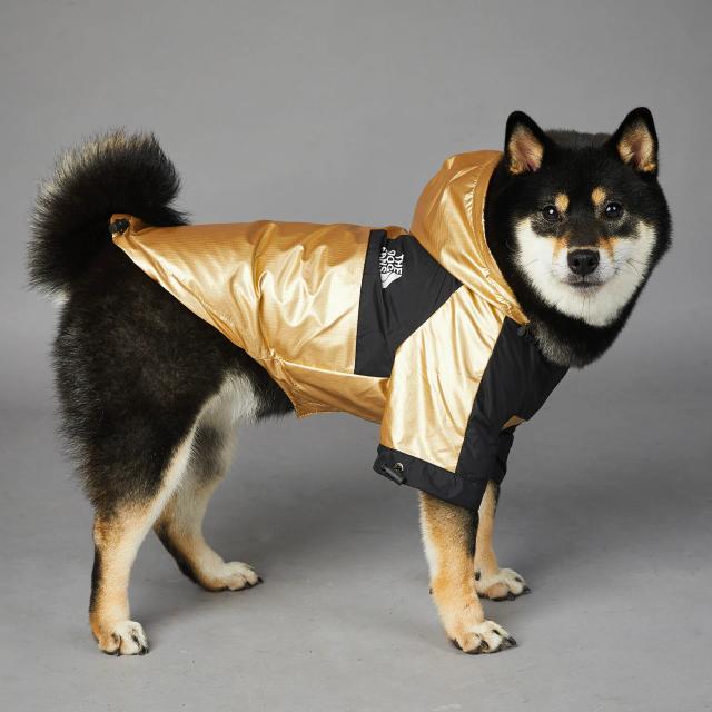 Capa de Chuva para Cães Grandes: Proteção Contra Vento e Tempestade