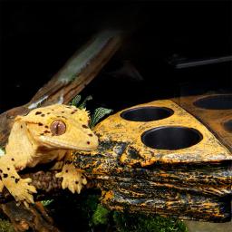 Répteis Magnéticos e Anfíbios Alimentando Ledge, Comida Pendurada, Prato de Água, Tigela de Alimentação para Gecko, Lagartos, Árvore, Rãs, Camaleões - Image 3