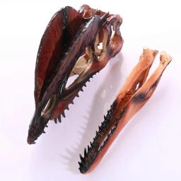 Modelo de dinossauro dilophosaurus resina artesanato cabeça crânio dinossauro fóssil esqueleto animal crânio estátuas artesanato ornamento adereços - Image 2
