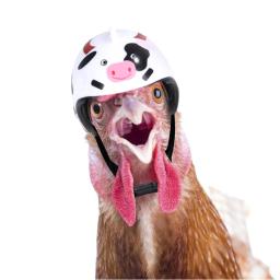 Suprimentos para animais de estimação comida para cães reboques e para cães capacete roupas pássaro acessórios para cães loja acessórios para cães escola - Image 4