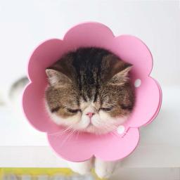 Colar protetor ajustável para animais de estimação, colar protetor, confortável, florido, capa criativa, 1 pc - Image 2